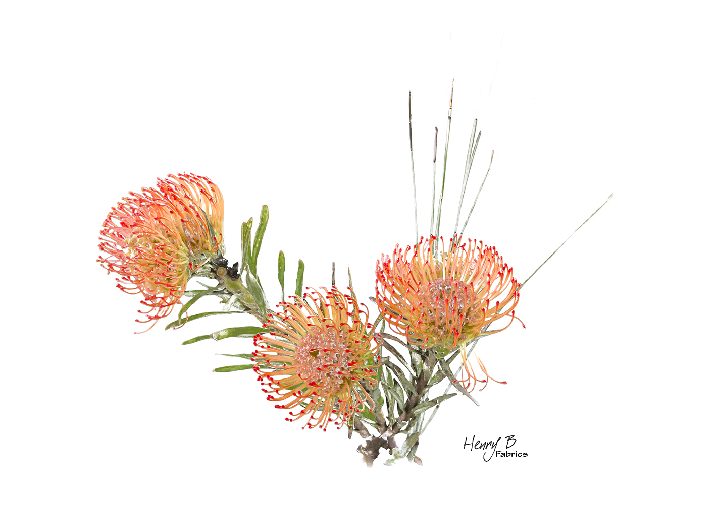 protea-placemat-6